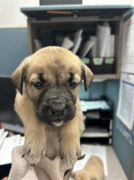 Black Mouth Cur and Mixed Breed Dogs Available for Adoption - DAISY | PetCurious