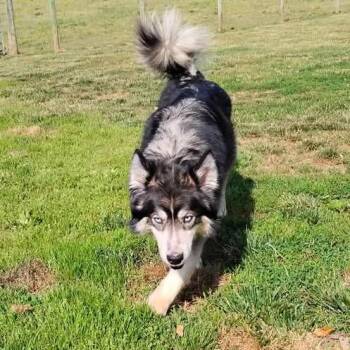 Solar -  Husky Dog for Adoption in Fredericksburg, Virginia - Solar | PetCurious