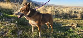 Milo -  Cattle Dog Dog for Adoption in Riverton, Utah - Milo | PetCurious