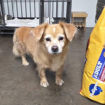 Carmella -  Cardigan Welsh Corgi Dog for Adoption in Valdosta, Georgia - Carmella | PetCurious