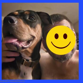 Rottweiler and Pit Bull Terrier Dogs Available for Adoption in Beaverton, Oregon - Rosie Girl | PetCurious