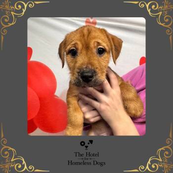 Yorkshire Terrier and American Staffordshire Terrier Dogs Available for Adoption - Kristoff | PetCurious