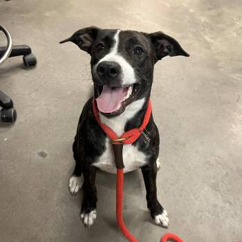 Angel -  Terrier Dog for Adoption in Tampa, Florida - Angel | PetCurious