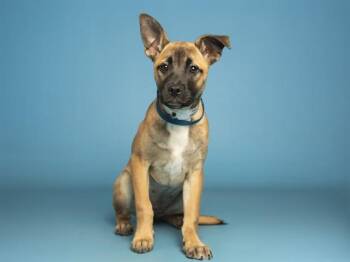 German Shepherd Dog Dogs Available for Adoption - SHY SHY | PetCurious