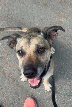Deacon - in foster - -  Pit Bull Terrier and Shepherd Dog for Adoption in Coquitlam, British Columbia - Deacon - In Foster - | PetCurious