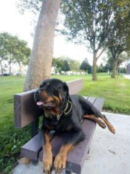 Raven Guard -  Rottweiler Dog for Adoption in Deering, New Hampshire - Raven Guard | PetCurious