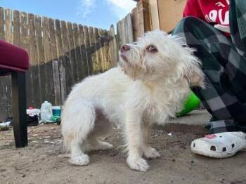 Terrier and Mixed Breed Dogs Available for Adoption - Goldie | PetCurious