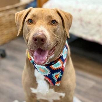 Chocolate Labrador Retriever and American Staffordshire Terrier Dogs Available for Adoption in Friendswood, Texas - Stanley Is The Man | PetCurious