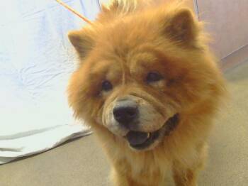 Rescue Chow Chow Dogs for Adoption in Sacramento, California - Herbie ! | PetCurious