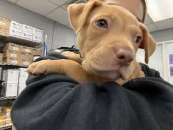 Kermit -  Pit Bull Terrier Dog for Adoption in Aurora, Colorado - Kermit | PetCurious