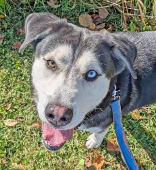 Rescue Husky Dogs for Adoption in Amery, Wisconsin - Oscar | PetCurious