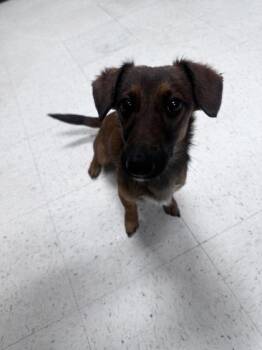 Dachshund and Mixed Breed Dogs Available for Adoption - Roxie | PetCurious