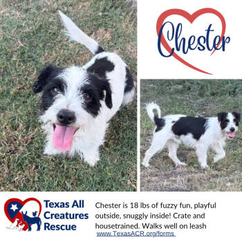 Rescue Terrier Dogs for Adoption in Alvarado, Texas - Chester | PetCurious