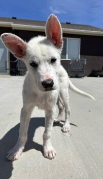 Labrador Retriever Dogs Available for Adoption in Colorado Springs, Colorado - Olaf | PetCurious