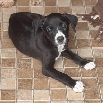 Pit Bull Terrier Dogs Available for Adoption in Wilmington, Illinois - Haley | PetCurious