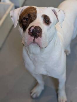 Rescue American Bulldog Dogs for Adoption in Midland, Michigan - Petey | PetCurious