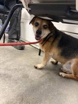 Arnie -  Dachshund and Mixed Breed Dog for Adoption in Fresno, California - Arnie | PetCurious