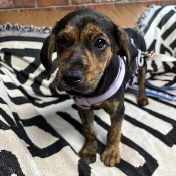 Darcey -  Mixed Breed Dog for Adoption in Savannah, Georgia - Darcey | PetCurious