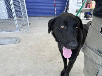 Jim - URGENT -  Labrador Retriever Dog for Adoption in Thousand Oaks, California - Jim - URGENT | PetCurious
