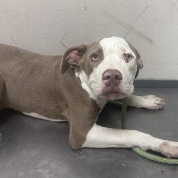 Shiver -  Pit Bull Terrier and Mixed Breed Dog for Adoption in Yuma, Arizona - Shiver | PetCurious