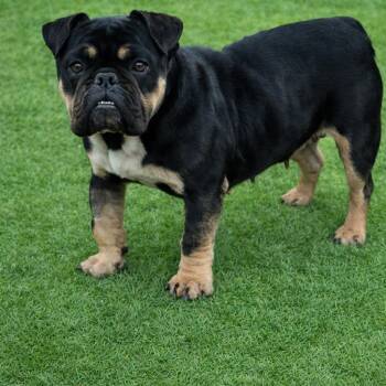 English Bulldog Dogs Available for Adoption - Hilda | PetCurious