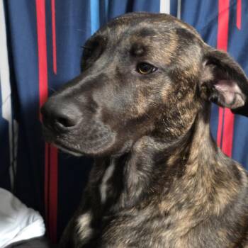 Black Labrador Retriever and Coonhound Dogs Available for Adoption in Cincinnati, Ohio - Simon | PetCurious