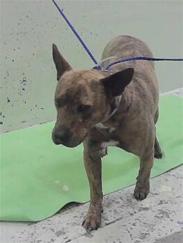 DINGO -  German Shepherd Dog Dog for Adoption in Houston, Texas - DINGO | PetCurious