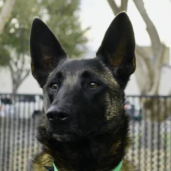 Belgian Shepherd Malinois Dogs Available for Adoption - Bear | PetCurious