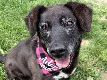 Labrador Retriever and Australian Shepherd Dogs Available for Adoption in Pueblo, Colorado - DARLING | PetCurious