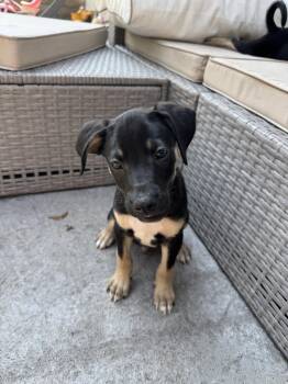 Monte Cristo -  Terrier Dog for Adoption in Duluth, Minnesota - Monte Cristo | PetCurious