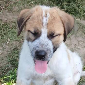 Maui - red -  Australian Cattle Dog Blue Heeler and Mixed Breed Dog for Adoption in Greenfield, Indiana - Maui - Red | PetCurious