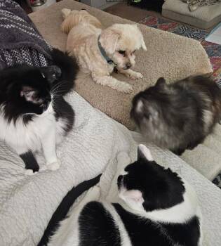 Toby -  Maltese and Pekingese Dog for Adoption in Sanford, Florida - Toby | PetCurious