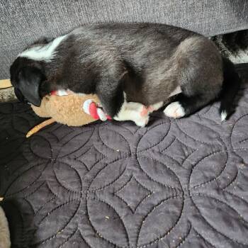 Juno - In Foster! -  Cattle Dog and Mixed Breed Dog for Adoption in Flagstaff, Arizona - Juno - In Foster! | PetCurious