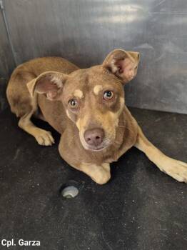 Chihuahua Dogs Available for Adoption in San Antonio, Texas - OLIVIA MILD | PetCurious