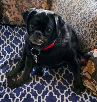 Pug Dogs Available for Adoption in Pass Christian, Mississippi - Jack | PetCurious