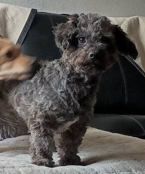 Mochi -  Poodle and Miniature Schnauzer Dog for Adoption in Temple, Texas - Mochi | PetCurious