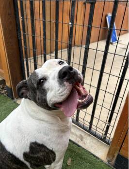 Terrier Dogs Available for Adoption - Tonya  | PetCurious