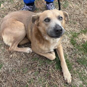 Shepherd Dogs Available for Adoption - Spirit | PetCurious