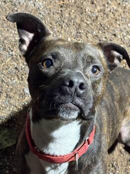 Rescue Mixed Breed Dogs for Adoption in Houghton, Michigan - Barnum | PetCurious