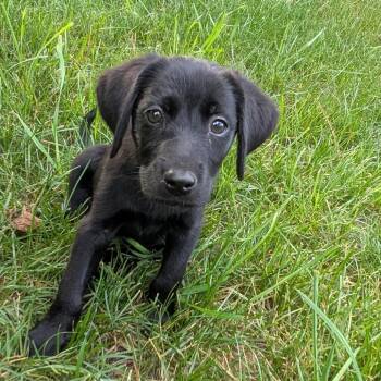 Rescue Black Labrador Retriever and Setter Dogs for Adoption in Huntsville, Alabama - Ginny | PetCurious