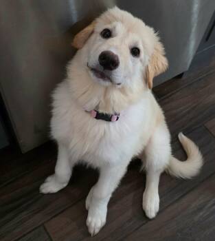 Kanga -  Great Pyrenees and Golden Retriever Dog for Adoption in Kiowa, Oklahoma - Kanga | PetCurious