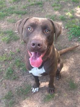 Labrador Retriever Dogs Available for Adoption in Benton, Arkansas - Elmer | PetCurious