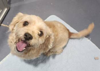 Minnie -  Shih Tzu and Havanese Dog for Adoption in Walnutport, Pennsylvania - Minnie | PetCurious