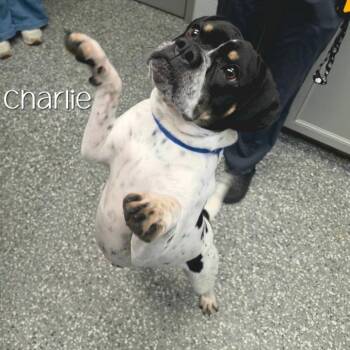 Charlie -  English Bulldog and Mixed Breed Dog for Adoption in Parkersburg, West Virginia - Charlie | PetCurious