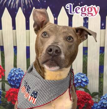Leggy -  Mixed Breed Dog for Adoption in Flint, Michigan - Leggy | PetCurious