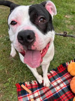 Rescue Pit Bull Terrier Dogs for Adoption in Central Islip, New York - Oreo Tag #1645 | PetCurious