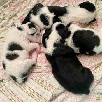 Gambler -  Jack Russell Terrier Dog for Adoption in Allen, Texas - Gambler | PetCurious