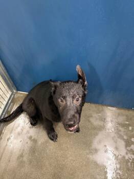 German Shepherd Dog Dogs Available for Adoption - Marty | PetCurious