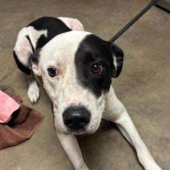 Petey -  Pit Bull Terrier and Boxer Dog for Adoption in Ottawa, Kansas - Petey | PetCurious
