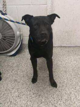 Gideon -  Mixed Breed Dog for Adoption in Kansas City, Missouri - Gideon | PetCurious